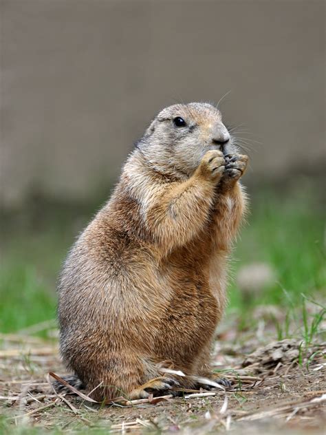 Fascinating Facts and Behavior of Prairie Dogs: A Closer Look at the Iconic Rodent of the Plains